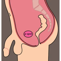 Fun Factory - Bootie Ring, penisrengas anustapilla