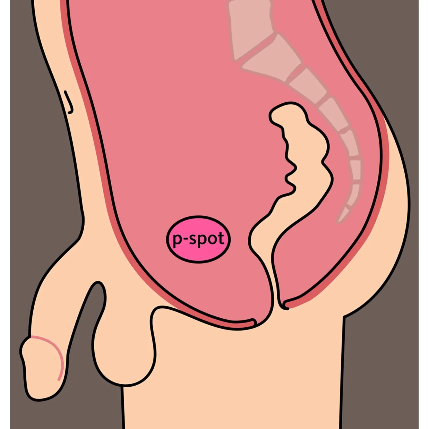 Fun Factory - Bootie Ring, penisrengas anustapilla